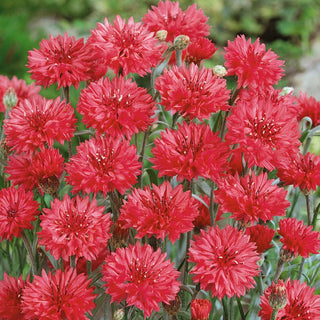 Cornflower Red - Wonderful Summer Decoration - Centaurea cyanus - Premium Seeds