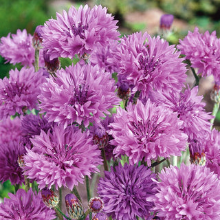 Cornflower Violet - Natural Charm, Wild and Beautiful - Centaurea cyanus - Premium Seeds