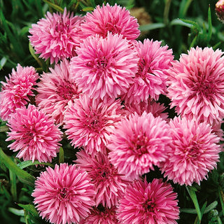 Cornflower Pink - Unmatched Charm, Ideal Decoration for Any Border - Centaurea cyanus - Premium Seeds