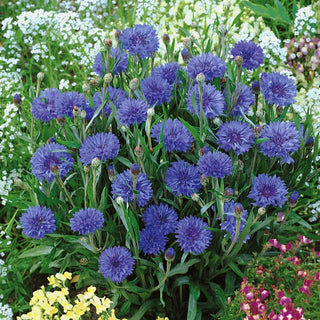 Dwarf Cornflower Blue - Attracts Pollinators - Centaurea cyanus nana - Premium Seeds