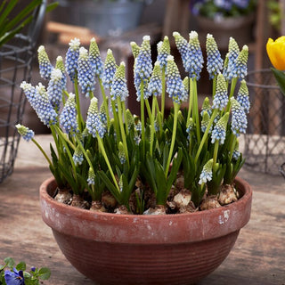 Traubenhyazinthe - Julia - Muscari - Schlichte Eleganz, die immer begeistert - 10 Blumenzwiebeln