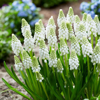 Traubenhyazinthe - White Pearl - Muscari - Zarter Weißer Blütenteppich - 5 Blumenzwiebeln