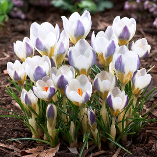 Krokus - Blue Bird - Crocus - Verleiht Arrangements besondere Leichtigkeit - 10 Blumenzwiebeln