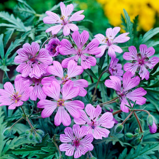 Knolliger Storchschnabel - Geranium - Blüten von außergewöhnlichem Reiz - 5 Knollen