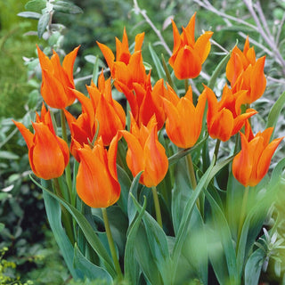 Lilienblütige Tulpe - Orange - Tulipa - Schlanke Blüten, Intensiver Effekt - 5 Blumenzwiebeln