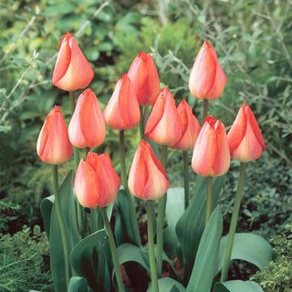 Tulpe - Big Chief - Tulipa - Orange-Rosa Wow-Effekt - 5 Blumenzwiebeln