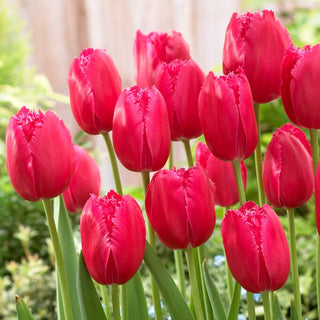 Tulpe - Burgundy Lace - Tulipa - Gewellte Blütenblätter, Wow-Effekt - 5 Blumenzwiebeln
