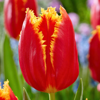 Tulpe - Fabio - Tulipa - Klassische Form, kräftige Farbe - 5 Blumenzwiebeln