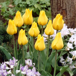 Tulpe - Golden Tango - Tulipa - Kelchförmige Blüten voller Glanz - 5 Blumenzwiebeln