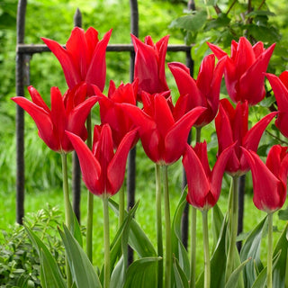 Tulpe - Moneymaker - Tulipa - Blüht jedes Jahr zuverlässig - 5 Blumenzwiebeln