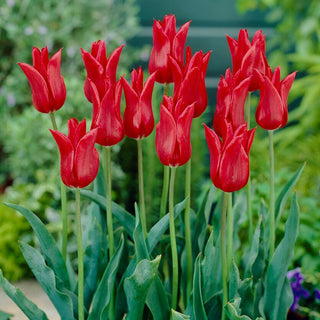 Lilienblütige Tulpe - Rot - Tulipa - Starker Akzent, Schlanke Form - 5 Blumenzwiebeln