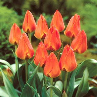 Tulpe - Orange Elite - Tulipa - Orangener Glanz, Frühjahreshit - 5 Blumenzwiebeln