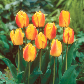 Tulpe - Oxford Wonder - Tulipa - Lebendige Farben in Frühlingsbeeten - 5 Blumenzwiebeln