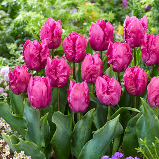 Tulpe - Parrot Prince - Tulipa - Fantasievoll gefranste Blütenblätter - 5 Blumenzwiebeln