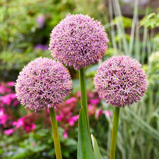 Zierlauch - Lucky Balloons - Allium - Violette prächtige Blüten