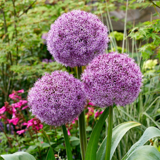 Zierlauch - Party Balloons - Allium - Violette Kugeln im Beet