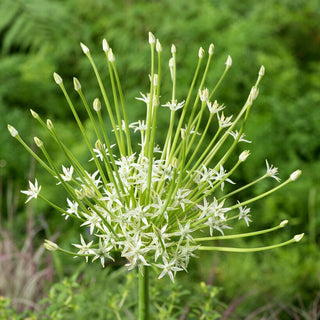 Zierlauch - Arctic Snow - Allium - Weiße Sterne im Garten