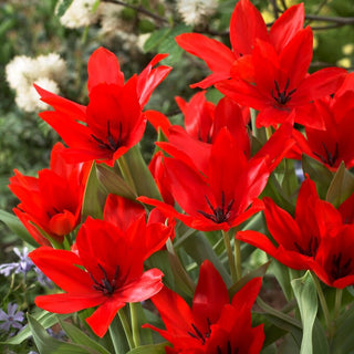 Tulpe - Praestans Zwanenburg Variety - Tulipa - Auffällig und Winterhart - 5 Blumenzwiebeln