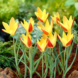 Tulpe - Tinka - Tulipa - Hellrosa, zarte schlanke Knospen - 5 Blumenzwiebeln