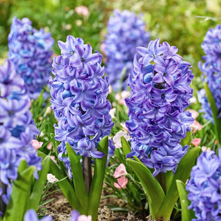Hyazinthe - Aqua - Hyacinthus - Zuverlässige Gartendekoration - 3 Blumenzwiebeln