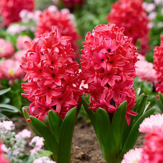 Hyazinthe - Red Glory - Hyacinthus - Scharlachrote Akzente in Ihrem Beet - 3 Blumenzwiebeln
