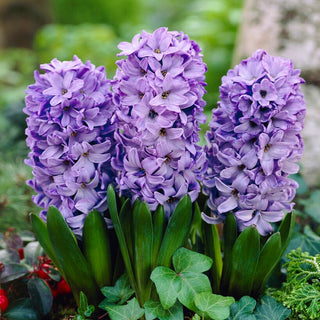 Hyazinthe - Blue Star - Hyacinthus - Ideal für Beete und Rabatten - 3 Blumenzwiebeln