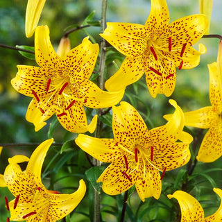Tiger-Lilie - Leichtlinii - Lilium - Intensiver Sommerduft im Garten