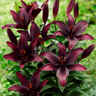 Asiatische Lilie - Blacklist - Lilium - Intensiv dunkle Blüten fürs Beet