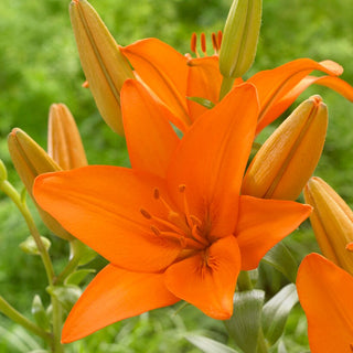 Asiatische Lilie - Orange Ton - Lilium - Perfekt für Vasen und Sträuße