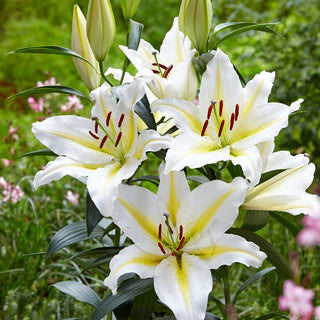 Orientalische Lilie - Baferrari - Lilium - Auffällige Zierde für jeden Garten