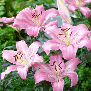 Orientalische Lilie - Josephine - Lilium - Ideal für Beet, Balkon und Terrasse