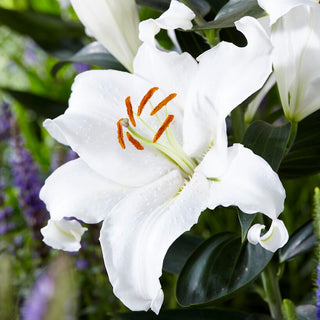 Orientalische Lilie - Mount Aspiring - Lilium - Schneeweiße Eleganz im Garten