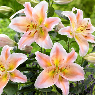 Orientalische Mini-Lilie - Salmon Party - Lilium - Auffällige Üppige Blüten