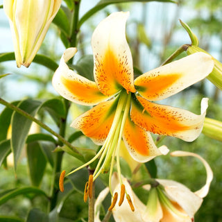Lilien - Lady Alice - Lilium - Zarter Duft zieht Schmetterlinge an