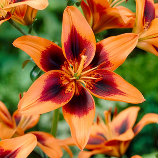 Lilien - Twosome - Lilium - Kräftige Farbe, Dauerhafte Ausstrahlung