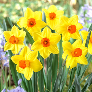 Narzisse - Brackenhurst - Narcissus - Große eindrucksvolle Blüten im Beet - 5 Blumenzwiebeln
