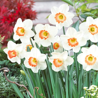 Narzisse - Pink Charm - Narcissus - Frühlingszauber in jedem Garten - 5 Blumenzwiebeln
