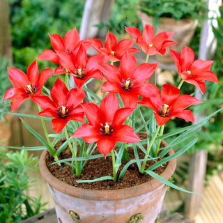 Tulpe - Linifolia - Tulipa - Frühlingshafte Exotik, Ausdrucksvolle Farben - 5 Blumenzwiebeln