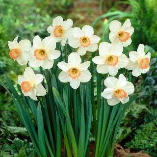 Narzisse - Pink Pride - Narcissus - Außergewöhnlicher weiß-apricotfarbener Charme - 5 Blumenzwiebeln