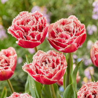 Tulpe - Brest - Tulipa - Intensiver Glanz in Ihrem Garten - 5 Blumenzwiebeln