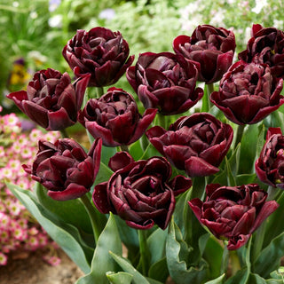 Tulpe - Canyon - Tulipa - Gefüllte mehrschichtige Blüten - 5 Blumenzwiebeln