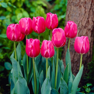 Tulpe - Carola - Tulipa - Zuverlässige und eindrucksvolle Wahl - 5 Blumenzwiebeln