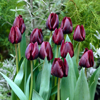 Tulpe - Ronaldo - Tulipa - Hält lange mit tiefroter Blüte - 5 Blumenzwiebeln