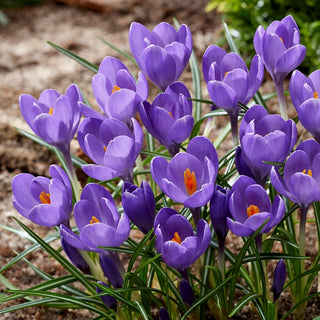 Krokus - Aqua - Crocus - Traditionsreiche anerkannte Sorte - 10 Blumenzwiebeln