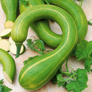 Butternut Squash Tromboncino D'Albenga - Long Fruits Growing up to 1 Metre - Cucurbita moschata - Premium Seeds