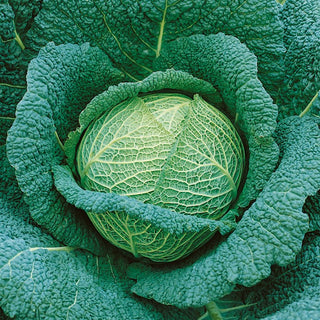 Savoy Cabbage Blistra F1 - Excellent for Summer and Autumn Harvest, Perfect for Preserves - Brassica oleracea var. sabauda - Premium Seeds