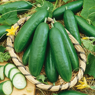 Cucumber Pony F1 - Parthenocarpic, Perfect for Greenhouse Cultivation - Premium Seeds