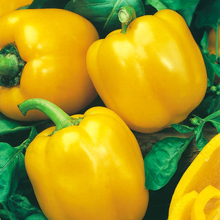 Sweet Pepper Tesla F1 - Sweet and Juicy, Full of Flavour - Premium Seeds