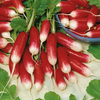 Radish Flamboyant 3 - Juicy and Mild, Easy to Grow - Premium Seeds