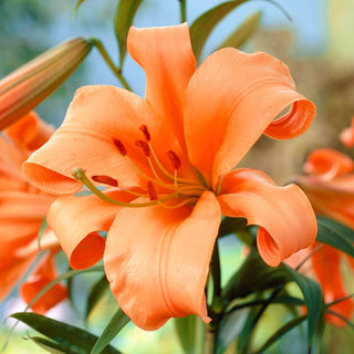 Lilien - Pearl Justien - Lilium - Sommerliche Blütenpracht